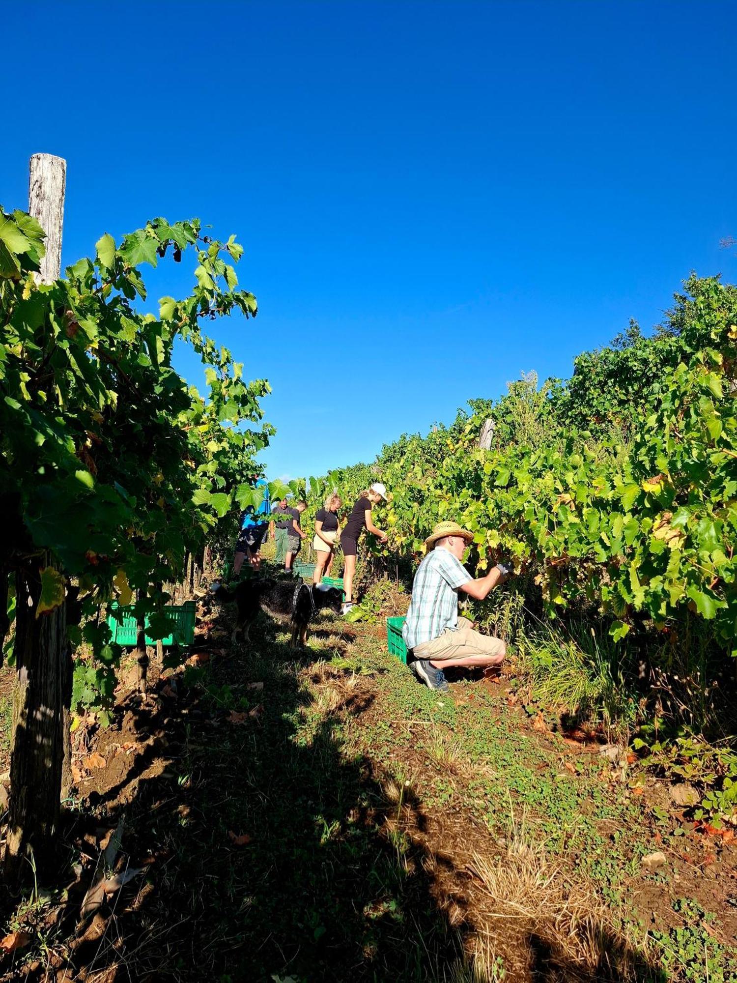Strancar Wines *