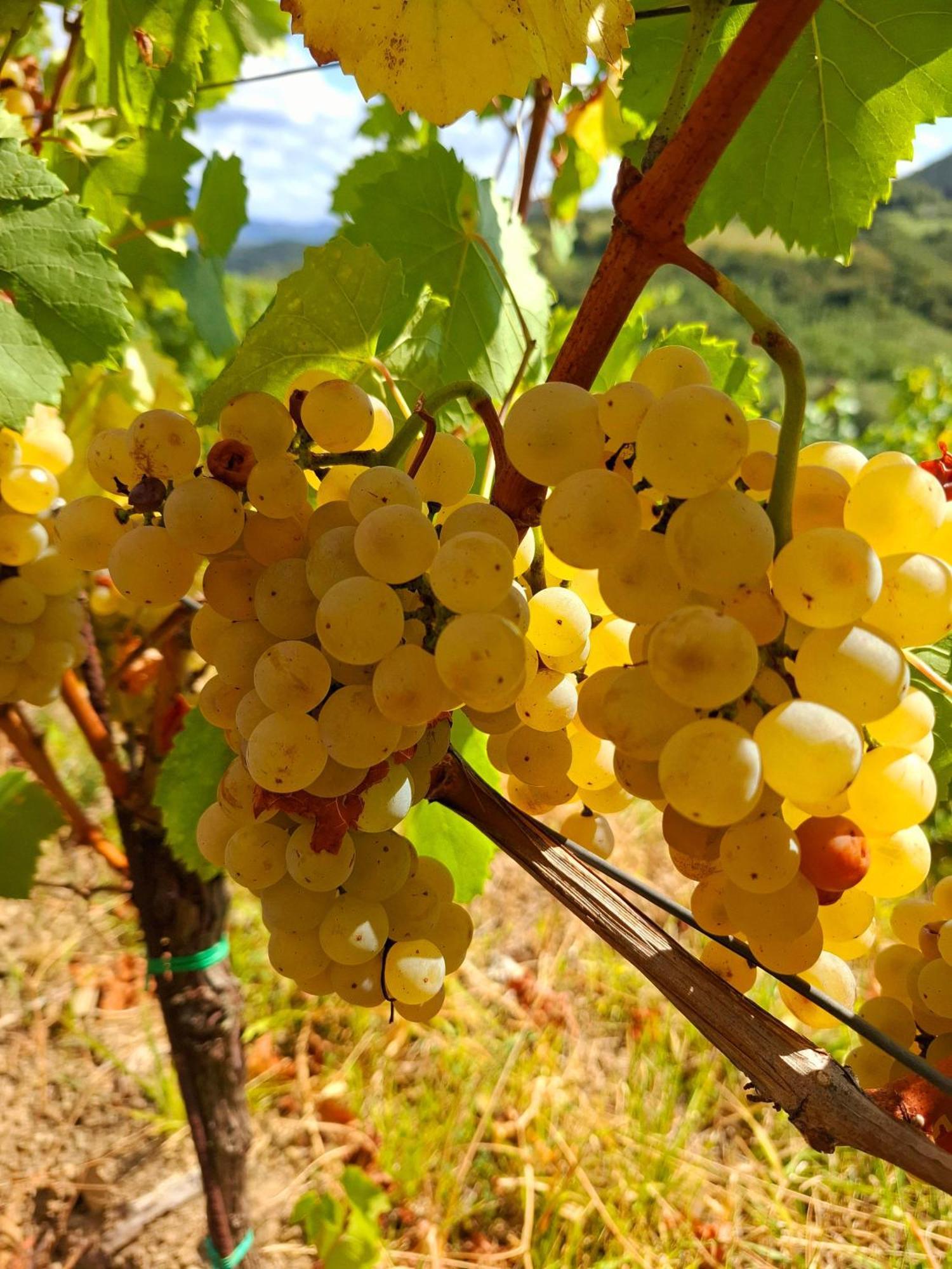 Strancar Wines Ajdovščina